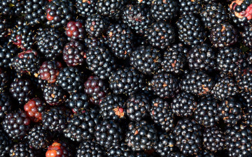 Картинка еда ежевика много ягоды