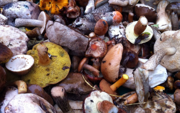 Картинка еда грибы +грибные+блюда ассорти грибное