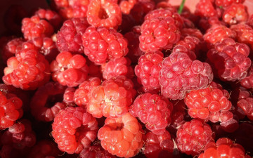 Картинка еда малина ягоды много макро