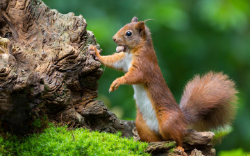 Картинка животные белки орех коряга рыжая белка
