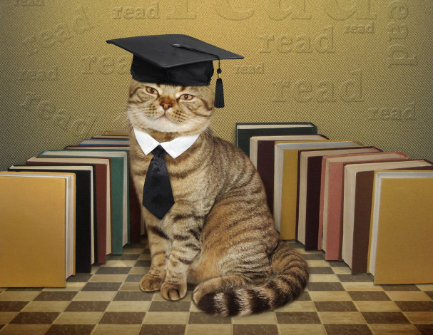 Обои картинки фото юмор и приколы, шляпа, галстук, книги, юмор, ученый, кот