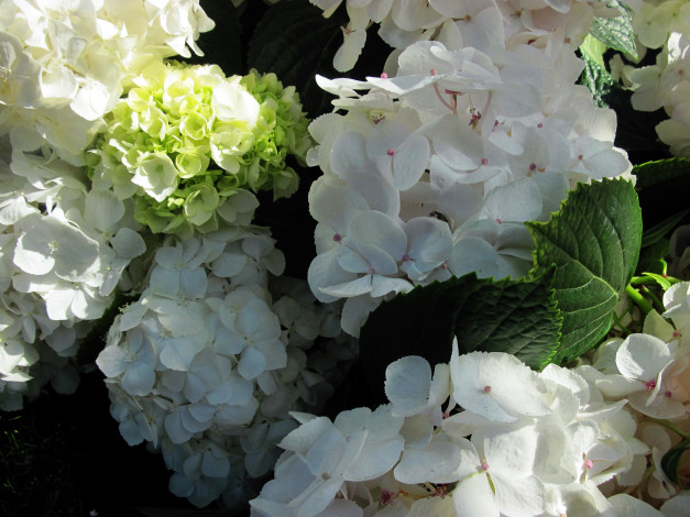 Обои картинки фото цветы, гортензия, белый