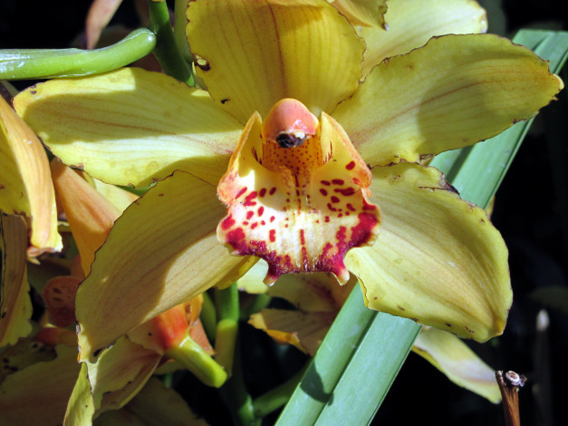 Обои картинки фото цветы, орхидеи, макро