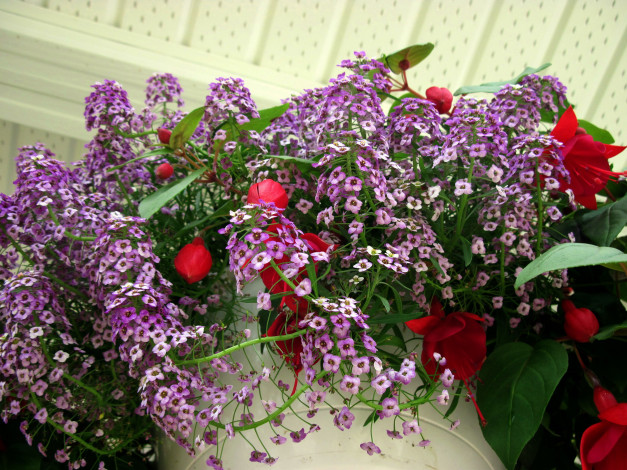 Обои картинки фото цветы, разные вместе, фуксия, композиция