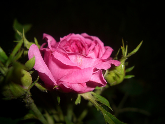 Обои картинки фото цветы, розы, розовый