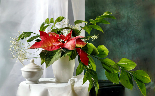 Обои картинки фото цветы, букеты,  композиции, гипсофила, пуансеттия