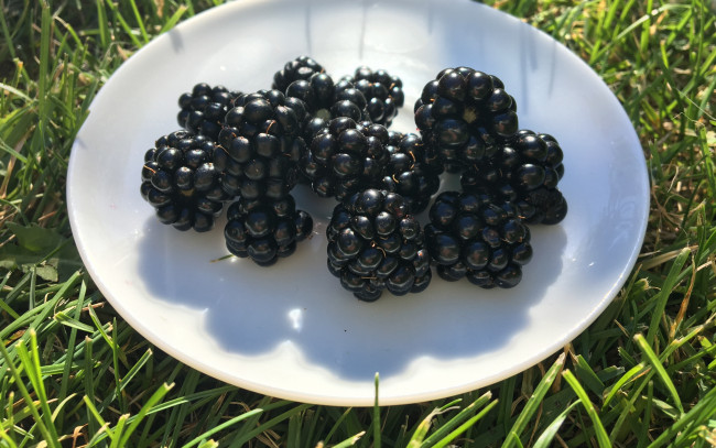 Обои картинки фото еда, ежевика, блюдо, трава, макро, ягоды