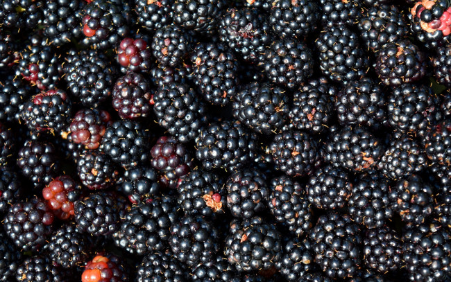 Обои картинки фото еда, ежевика, много, ягоды