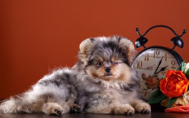 Обои картинки фото животные, собаки, шпиц, цветы, милый, часы, щенок, моргает