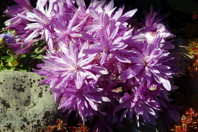 Обои картинки фото безвременник осенний, цветы, безвременник, осенний