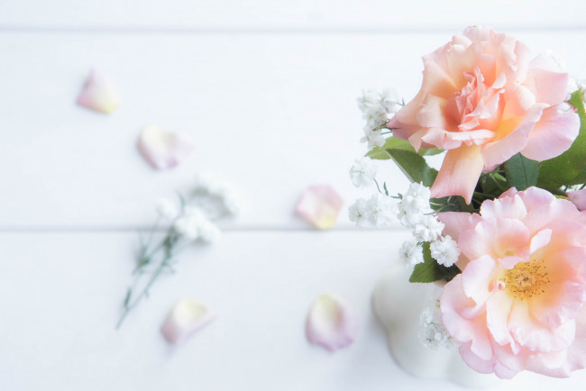 Обои картинки фото цветы, розы, нежность, лепестки