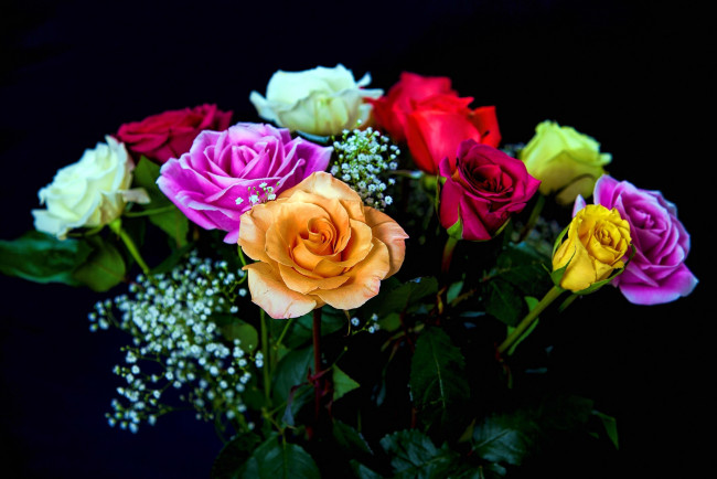 Обои картинки фото цветы, розы, разноцветные