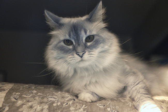 Обои картинки фото животные, коты, кот