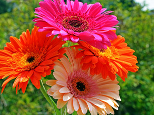 Картинка герберы цветы