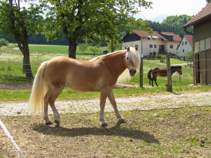 Картинка животные лошади лошадь