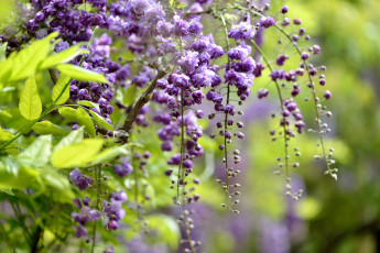 Картинка цветы глициния цветки цветение цвет