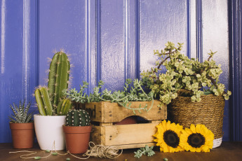 Картинка цветы разные+вместе ящики подсолнух кактусы