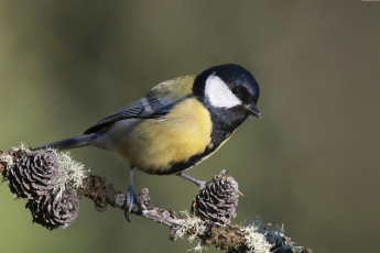 Картинка животные синицы +лазоревки птичка