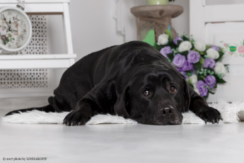 обоя животные, собаки, цветы, собака, мебель, комната