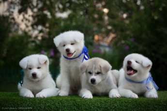 Картинка животные собаки травка малыши щенки природа