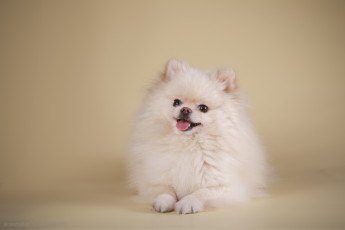 Картинка животные собаки животное фон пушистый щенок