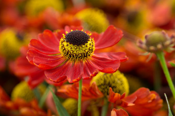 обоя цветы, гелениум, боке, макро, лепестки