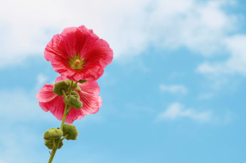 Картинка цветы мальвы природа мальва небо цветок
