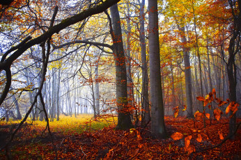 Картинка природа лес простор