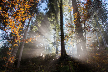 Картинка природа лес простор