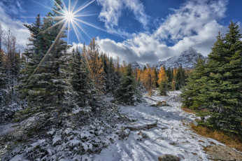 Картинка природа лес простор