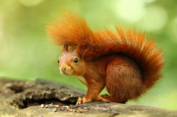 Картинка животные белки милашка хвостик лапки ушка белка