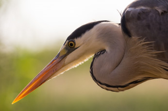 Картинка животные Чайки +бакланы +крачки цапля