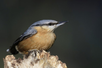 Картинка животные поползни птичка