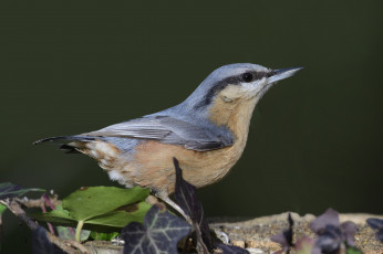 Картинка животные поползни птичка