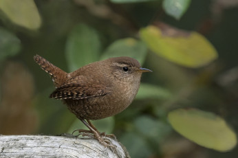 Картинка животные птицы птичка