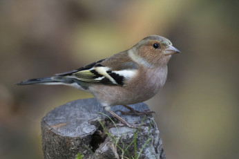 Картинка животные птицы птичка