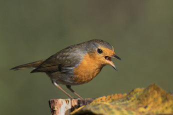 Картинка животные птицы птичка