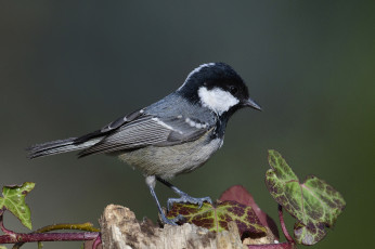 Картинка животные синицы +лазоревки птичка