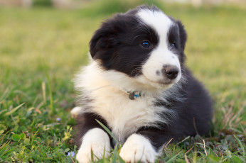 Картинка животные собаки щенок