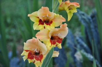 Картинка цветы гладиолусы пейзаж облака лето красиво