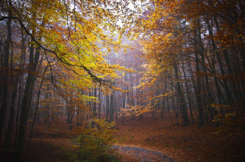 Картинка природа лес простор