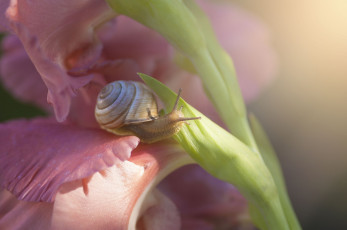 Картинка животные улитки гладиолус цветы цветок улитка макро