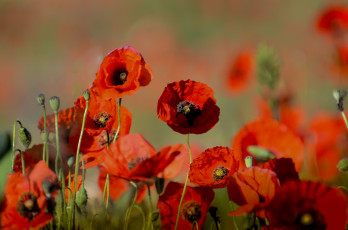 Картинка цветы маки лепестки мак луг поле природа