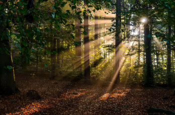 Картинка природа лес простор