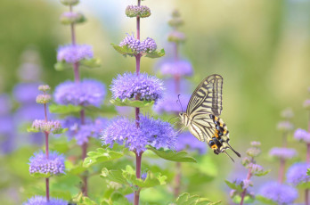 Картинка животные бабочки +мотыльки +моли цветы макро