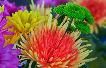 Картинка цветы разные+вместе hdr букет лепестки краски цвет