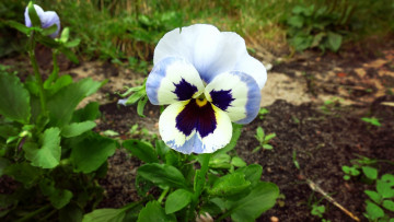 Картинка цветы анютины+глазки+ садовые+фиалки цветок трава лето анютины глазки