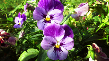 Картинка цветы анютины+глазки+ садовые+фиалки трава обои анютины глазки