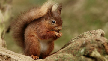 Картинка животные белки профиль