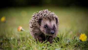 Картинка животные ежи травка ежик цветы